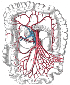 arteria mesenterica superior