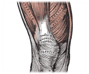 Kończyna dolna – Szkoła Anatomii – Maciej Haberka